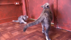 小猫丁丁