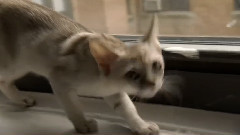大唐小猪