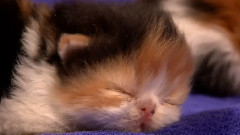 小猫过年