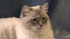 凌乱的猫咪