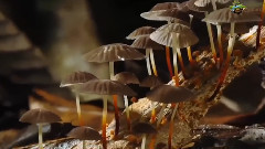 Mushrooms