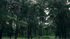 SIZAMA Dood Forest