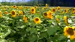 草原恋