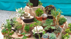 Cactus show -Prague 2013