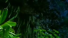 紫竹调 古筝版