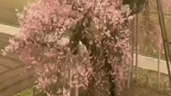 秋思曲 古筝版