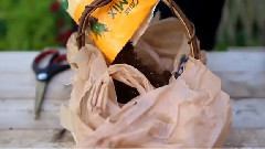 Succulent Basket Care Tips