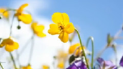 Flower Dream