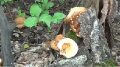 Грибы