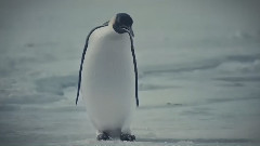 Hey Pinguin