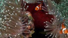 Underwater Nature