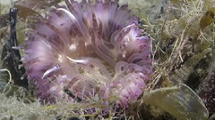 Noosa River Underwater Footage
