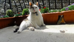 Sir Snowythe Italian Cats-A-Nova Jivin' Happy Song