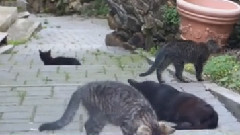 Welcome to Kitty World