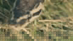 Eve