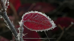 雪之女神
