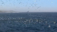 海洋盛宴