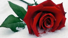 Frozen in Time