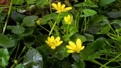 Spring