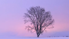 在雪场瑛