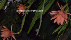 EPIPHYLLUM,ZYGO & RHIPSALIS