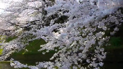 OKYO JAPAN Cherry Blossoms In Tokyo