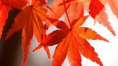 Autumn colors momiji leaves in Kyoto Japan