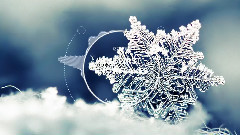 The First Snowflakes