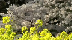 Cherry Blossoms (Sakura)