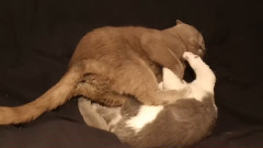猫奴的日常
