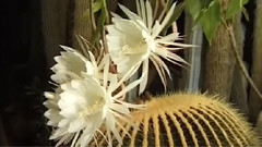 昙花