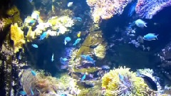 Super Sydney Aquarium