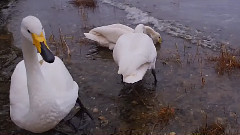 春回