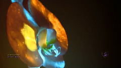 Orchidea