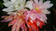 EPIPHYLLUM昙花