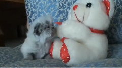 Котик