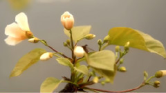 春之魅__桐花