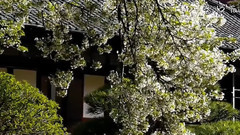 サクラ(桜)