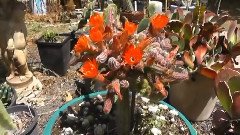 仙人掌移植CACTI GRAFTS.... No.1