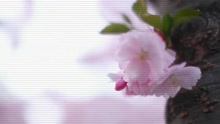  - 春天