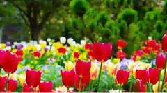 Spring