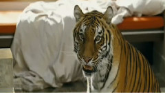 电影<宿醉>片段之There's a Tiger In The House