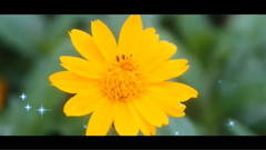 雏菊