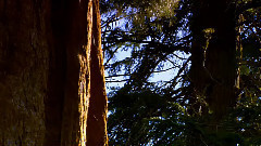 Dawn Redwood