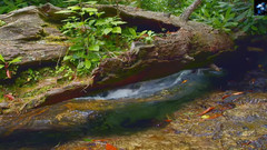 Live Nature