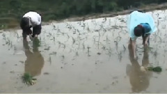 思乡曲