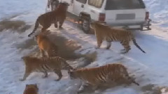 哈尔滨虎园