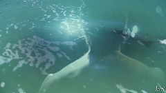 Boy On A Dolphin