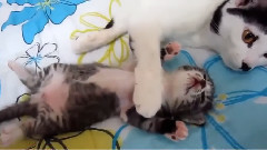 Little Milk The Mother Cat Playing Cat