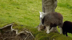 Einsamer Hirte